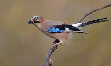 Bayağı alakarga söğüt dalına tünemiş 