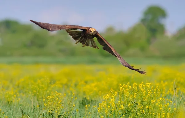 Western Marsh çiçek açması alan üzerinde uçan Harrier 