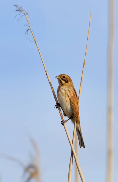 Common Reed Bunting Perched Tiny Cane Stems — Stock Photo, Image