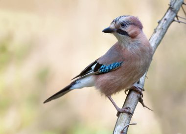 Açık renkli ile kuru bir dal Bayağı alakarga tünemiş 