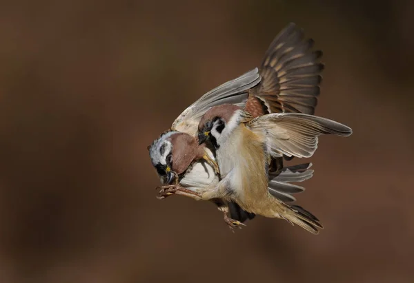 欧亚树麻雀在空中的野蛮战役中 — 图库照片