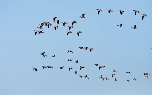 Flock Greater White Fronted Geese Flight — Stock Photo, Image