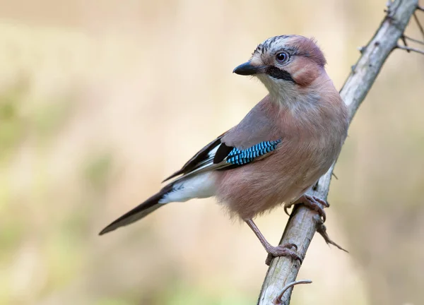 Eurasian Jay Perched Dry Branch Light Background — Stock Photo, Image