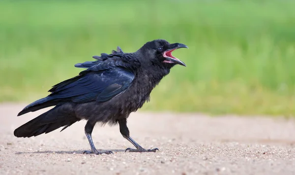 Young Common Raven Walking Road Open Beak — Stock Photo, Image