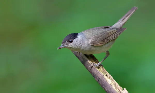 Maschio Eurasiatico Blackcap Cercando Curioso Posa Bastone — Foto Stock