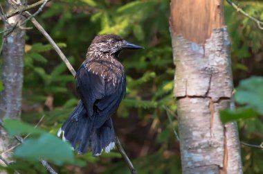 Fındıkkıran backview benekli bir ormanın derinliklerinde 