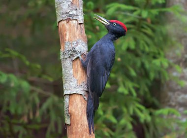 Bir kuru ağaç gövdesinde poz erkek siyah ağaçkakan 