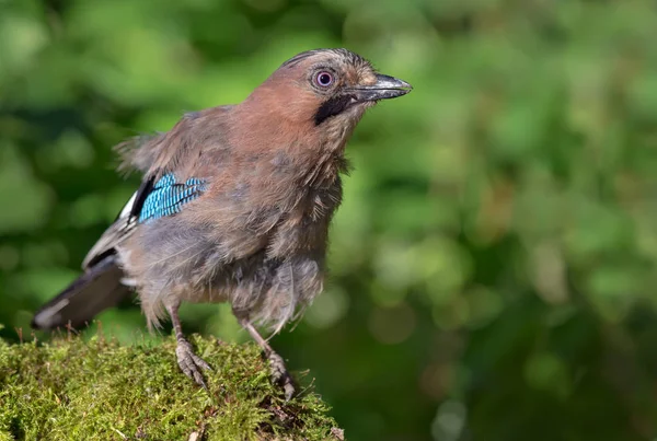 Neugierige Eurasische Eichelhäher Posiert Auf Einem Bemoosten Baumstumpf Wald High — Stockfoto