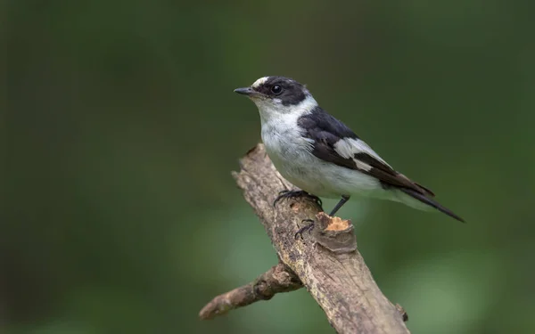 Male Collared Flycatcher Perched Old Dried Branch — Stock Photo, Image