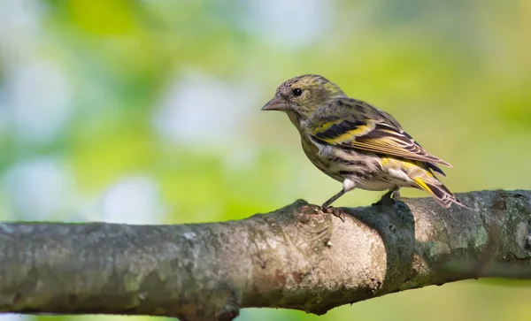 Jovem Fêmea Eurasian Siskin Back View Posando Grande Ramo — Fotografia de Stock