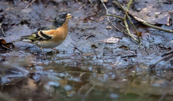 Brambling Sits Forestleaf Litter Water Pond Drinks Water Spring — Stock Photo, Image