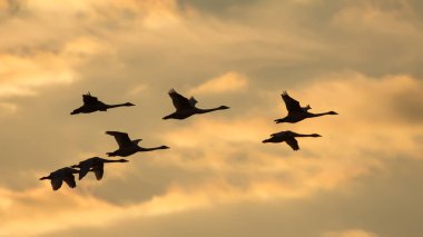 Group of Whooper swans in flight at sunset  clipart