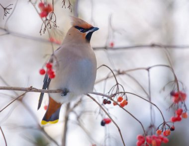 Bohem waxwings çilek ile kartopu ağaca tünemiş 