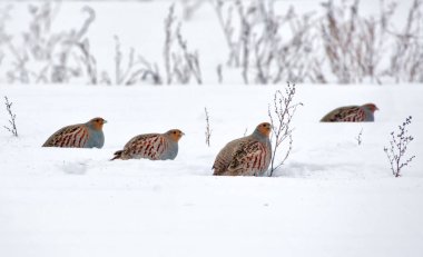 Big flock of Grey Partridges eating seeds on snow in winter  clipart