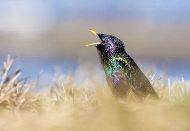 Gün batımında geniş açık çim gagasında ile ortak Starling söylüyor 