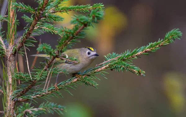 Kungsfågel Tittar Med Nyfikenhet Från Fir Gren — Stockfoto