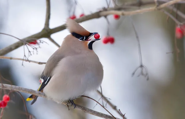 Cire Bohême Posant Avec Une Baie Viburnum Dans Bec — Photo