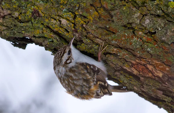 Ευρασιατική Treecreeper Ψάχνει Για Φαγητό Ένα Φλοιό Δέντρου — Φωτογραφία Αρχείου