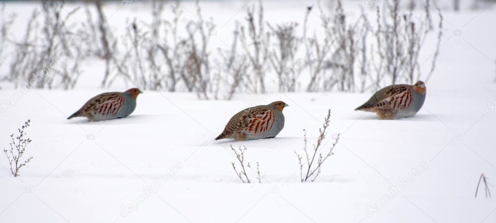 Flock of Grey Partridges posing on snow in winter 