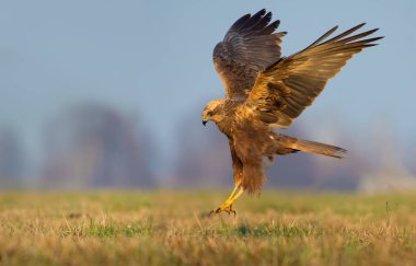Tam gergin kanatları ve bacaklar ile alan kadın Western Marsh Harrier toprakları 