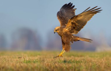 Female Western Marsh Harrier lands over the field with fully stretched wings and legs  clipart