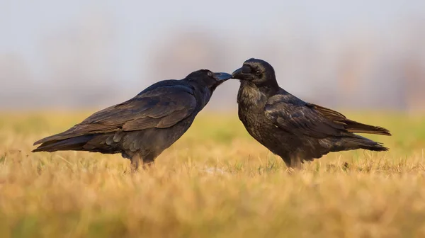 Pair Common Ravens Kiss Groom Each Other Morning — Stock Photo, Image