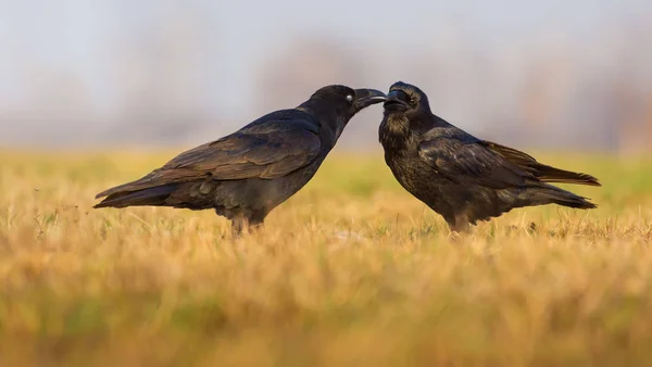 Pair Common Ravens Kissing Grooming Each Other — Stock Photo, Image