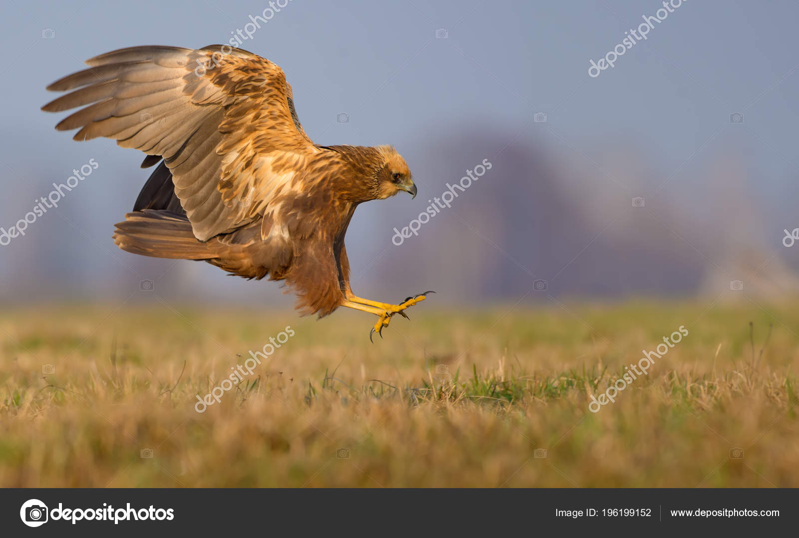 Lateral Side View Western Marsh Harrier Attack Fast Flight