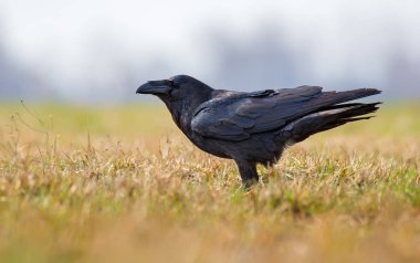 Bahar sarımsı alanlarında poz eski ortak kuzgun 