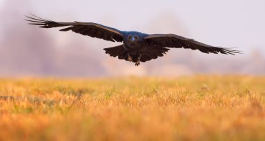 Ortak Raven gelen uçuş sabah bir alanın üzerinde düşük 