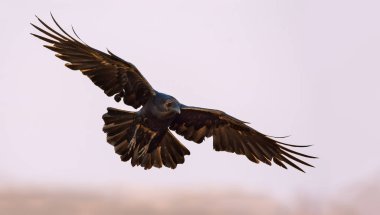 Common Raven soaring in the sky with stretched wings, legs and tail  clipart