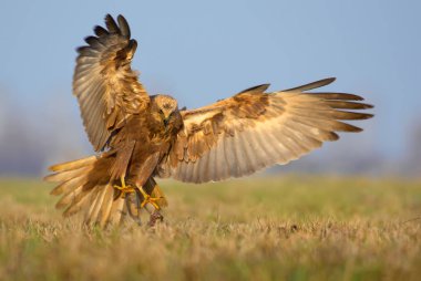 Western Marsh Harrier saldırıları yayılmış pençe, kuyruk ve kanatlar ile hızlı uçuş 