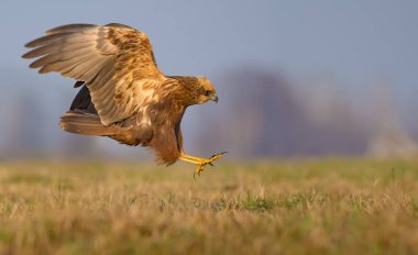 Western Marsh Harrier saldırı hızlı uçuş yayılmış pençe ile yanal veya yan görünüm 