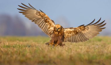 Western Marsh Harrier sabah ışık tam kanat açıklığı ile çim içine iniş 