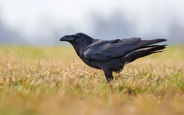 Old Common Raven Posing Yellowish Fields Spring — Stock Photo, Image