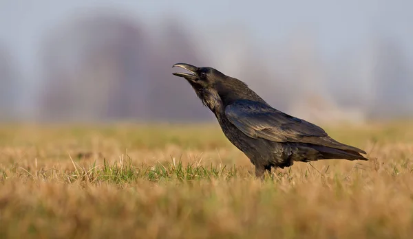 Common Raven Cries Very Loudly Early Morning — Stock Photo, Image