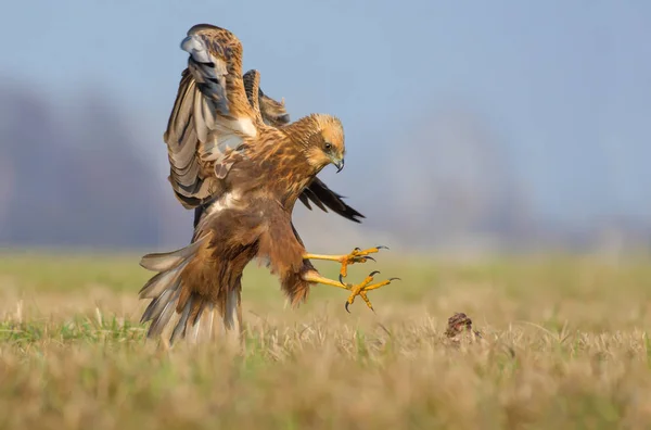 Western Marsh Harrier Attacks Fast Flight Spreaded Claws — Stock Photo, Image