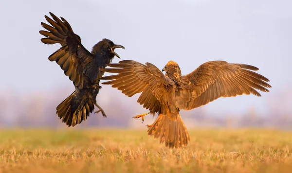 Western Marsh Harrier Common Raven Fight Each Other Air Spreaded — Stock Photo, Image