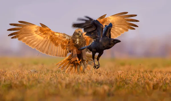 Western Marsh Harrier Ataca Tenta Pegar Corvo Comum Com Garras — Fotografia de Stock