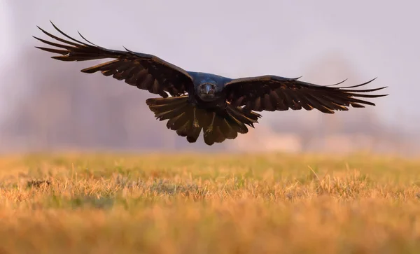 Ortak Raven uçuş geniş kanatlı düşük bir alan üzerinde sabah girme. 