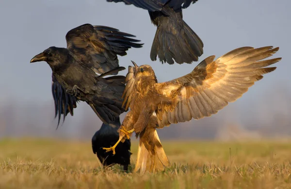 Western Marsh Harrier Ataca Intenta Atrapar Cuervo Común Con Garras —  Fotos de Stock