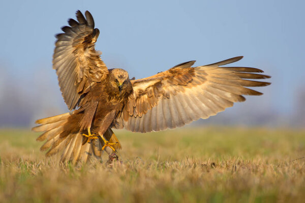Western Marsh Harrier attacks in fast flight with spreaded talons, tail and wings 