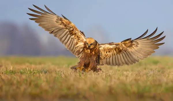 Western Marsh Harrier sabah ışık tam kanat açıklığı ile çim içine iniş 