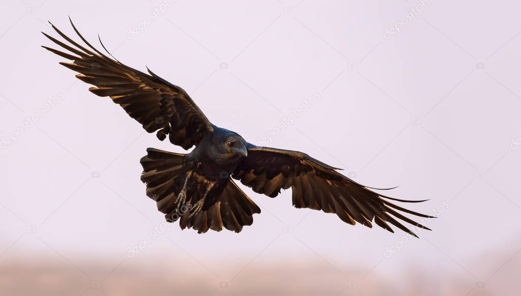 Common Raven soaring in the sky with stretched wings, legs and tail 