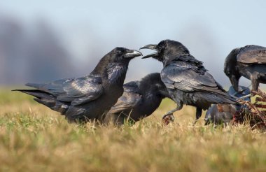 Leş için iki kuş arasında ortak Kuzgunlar etkileşimleri zor kavga 