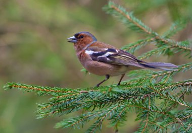 Tam bir ormandaki yeşil çam dal poz ortak ispinoz 