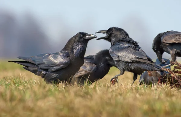 Common Ravens Interactions Hard Quarrel Two Birds Carrion — Stock Photo, Image