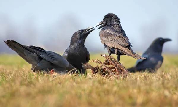 Közös Ravens Kölcsönhatások Nehéz Sorban Két Legyet Dög Csontok Köpenyváz — Stock Fotó