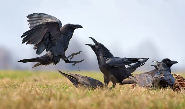 Common Ravens Interactions Hard Fight Two Birds Carrion — Stock Photo, Image