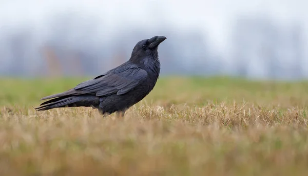 Joyful Common Raven Posing Field Short Grass Spring — Stock Photo, Image